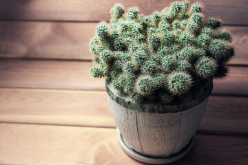Beautiful cactus in a pot on a wooden background