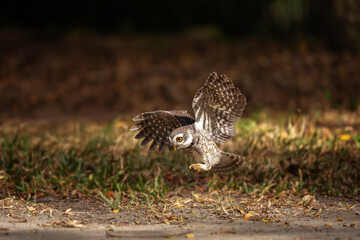 Collared Owlet  in the rain forest