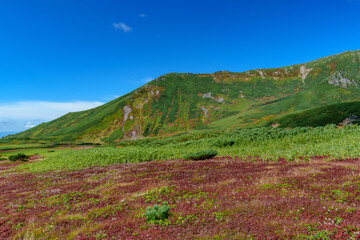Naklejka premium 大雪山旭岳登山 裾合平のチングルマ 紅葉の日本百名山 北海道の絶景