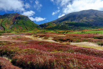 大雪山旭岳登山 裾合平のチングルマ　紅葉の日本百名山　北海道の絶景