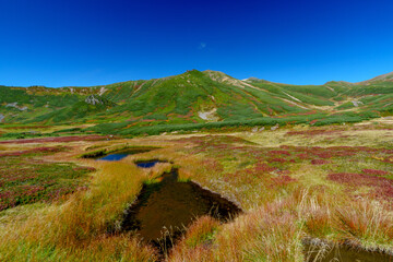 Fototapeta premium 大雪山旭岳登山 裾合平のチングルマ 紅葉の日本百名山 北海道の絶景