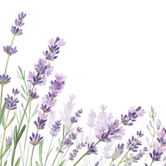 Naklejka premium Watercolor Lavender Flowers Botanical Illustration, Purple Blooms, Floral Design