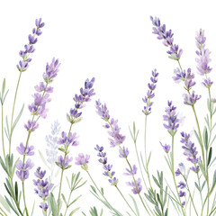 Naklejka premium Watercolor Lavender Flowers Botanical Illustration, Purple Blooms, Floral Design
