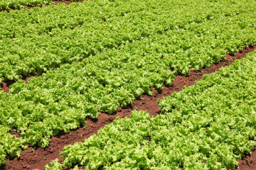 Field of Lettuce - Dalat Vietnam. Dalat in Vietnam's highlands is productive agricultural region. 