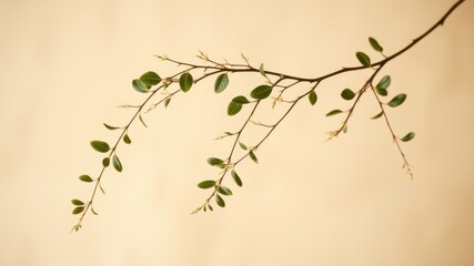 Obraz premium A delicate branch with vibrant green leaves against a soft, muted beige background, showcasing the elegance of nature's simplicity