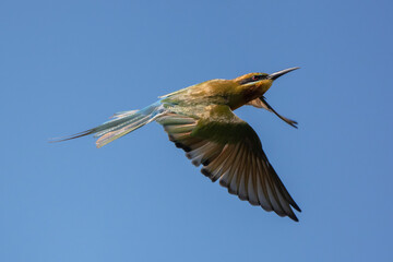 Chestnut Headed Bee Eater standing on branch of tree,
