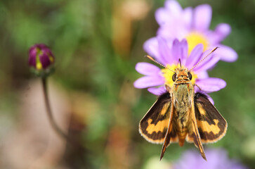 fiery skipper resting on purple flower
