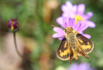 fiery skipper butterfly on flower