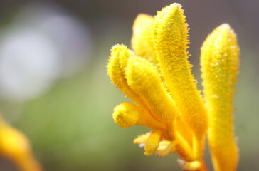yellow kangaroo paw flower macro