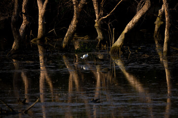 Great Egret  in the rain forest