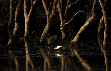 Great Egret  in the rain forest