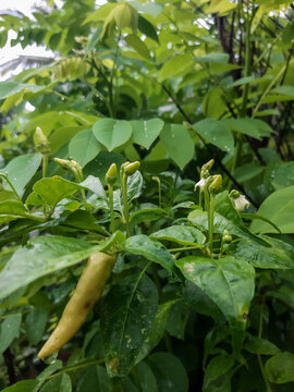 Capsicum annuum L. var. minimum (Miller) Heise, Solanaceae family