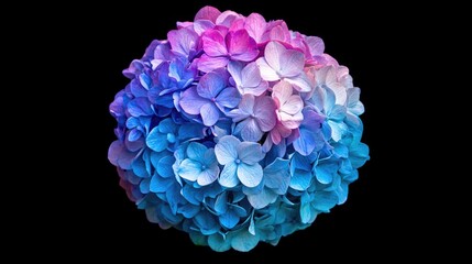 Vibrant Blue and Pink Hydrangea Floral Sphere on Black Background