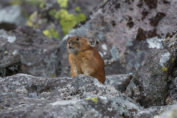 エゾナキウサギ　北海道の癒される可愛い動物
