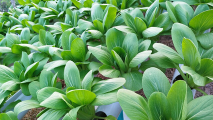 Pakcoy (Brassica rapa L.) is fresh and green, comes from China and can be planted using hydroponic media.
