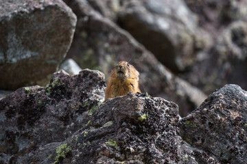 エゾナキウサギ　北海道の癒される可愛い動物