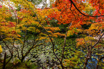 Autumn foliage in gardens of Nanzen-ji temple, Kyoto, Japan
