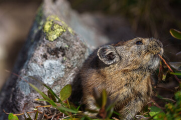 エゾナキウサギ　北海道の癒される可愛い動物