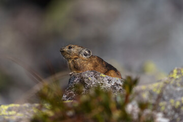 エゾナキウサギ　北海道の癒される可愛い動物