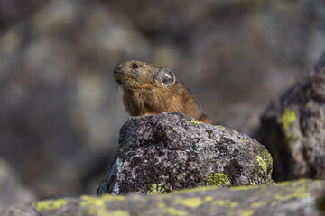 エゾナキウサギ　北海道の癒される可愛い動物