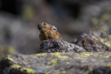 エゾナキウサギ　北海道の癒される可愛い動物