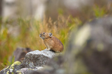 エゾナキウサギ　北海道の癒される可愛い動物