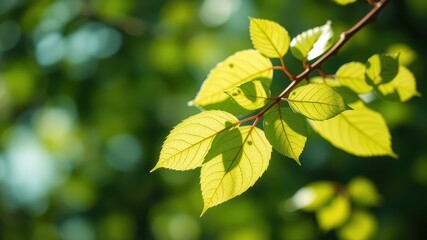 Sunlight filters through delicate leaves, creating a vibrant tapestry of light and shadow in a lush forest setting.