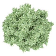 Collection of Alder tree isolated on transparent Canvas from the top view