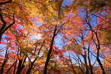 奥久慈、月居山後山の紅葉