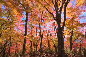 奥久慈、月居山後山の紅葉