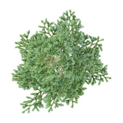 Obraz premium Collection of Spruce plants isolated on transparent Canvas from the top view