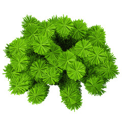 d illustration of Cedar pine plant isolated on transparent canvas from top view