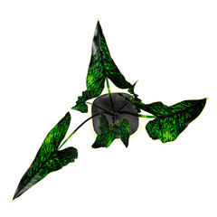 Naklejka premium 3d illustration of Alocasia plant isolated on transparent Canvas from top view