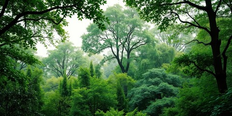 Obraz premium A canopy of verdant leaves and branches intertwine, creating a picturesque scene of natural beauty and tranquility