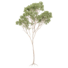 3d illustration of Eucalyptus tree isolated on transparent canvas