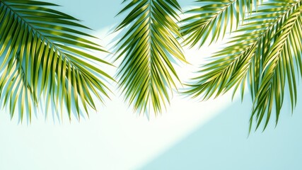 Fototapeta premium Tropical palm leaves with sunlit shadows cast on a light blue background.