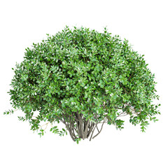 Obraz premium 3d illustration of Garden privet trees on transparent Canvas