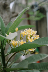 Plumeria, also known as frangipani, is a genus of flowering plants in the subfamily Rauvolfioideae