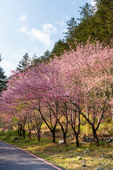 Landscape of pink cherry blossoms at the Sakura Gardens of Wuling Farm in Taichung Shei-Pa National Park, Taiwan.