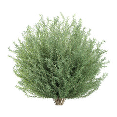 3d Rendering Of Salix Purpurea Nana plant in pot on Transparent Canvas © Fouzia