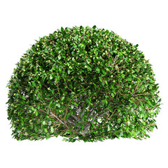 Collection of  Boxwood plants isolated on transparent Canvas