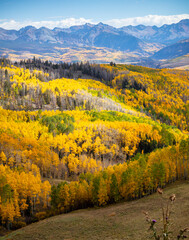 Obraz premium Autumn in the woods