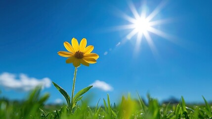 A flowers blooming under the sun, symbolizing the arrival of warming weather