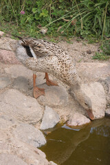 A female mallard duck drinks water at a pond surrounded by rocks