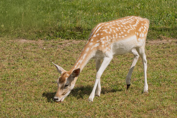 European Daniel Dama quietly grazes on green grass under the warm sun