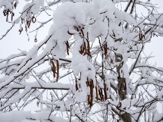 alder branches with buds
