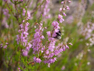 bumblebee pollinating heather closeup