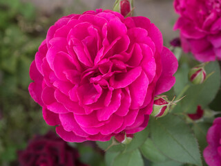 red roses in a summer closeup
