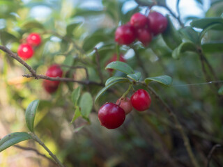 lingonberry bush with ripe red berries