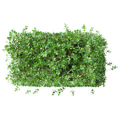 Naklejka premium Isolated Garden privet trees isolated on transparent canvas from the top view